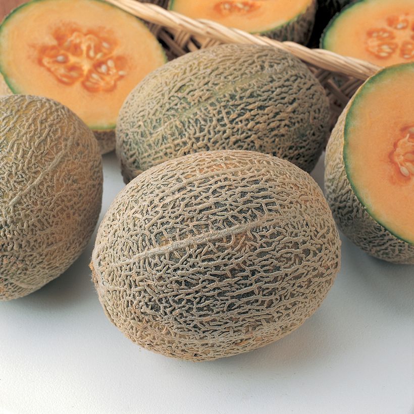 Melón Honey Bun F1 (plantas) (Cosecha)