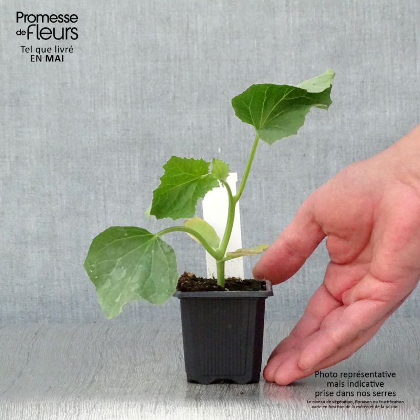 Melón Jerac F1 Maceta de 7/8 cm Ejemplar entregado en la primavera
