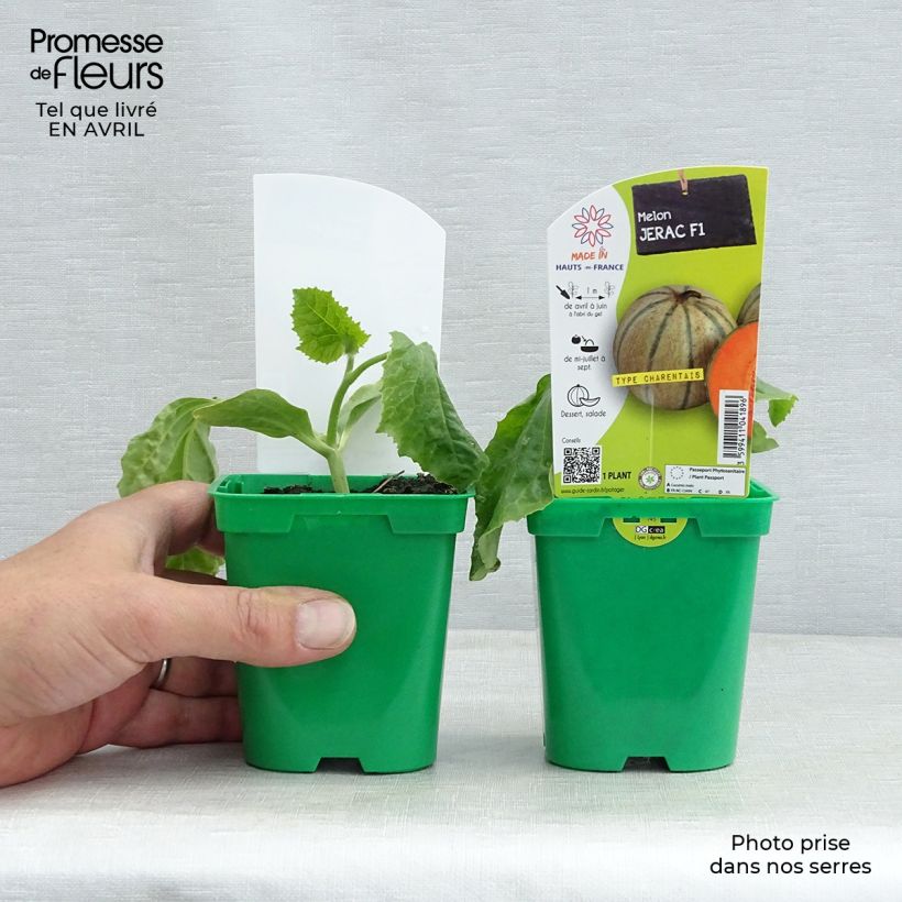 Melón Jerac F1 Maceta de 10 cm/11 cm Ejemplar entregado en la primavera
