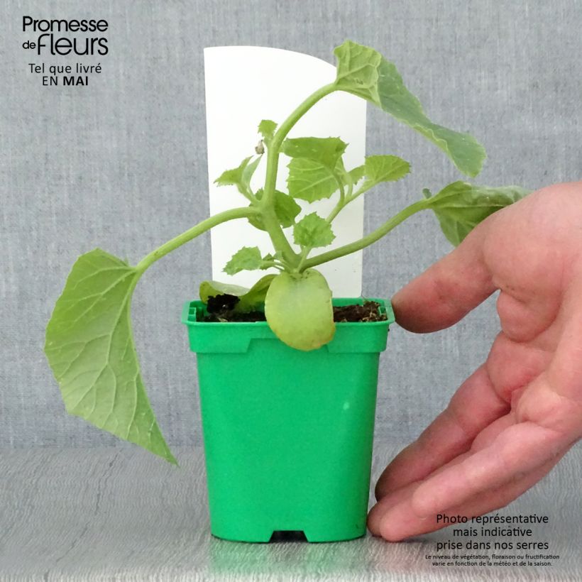 Melón Mangomel Maceta de 10 cm/11 cm Ejemplar entregado en la primavera
