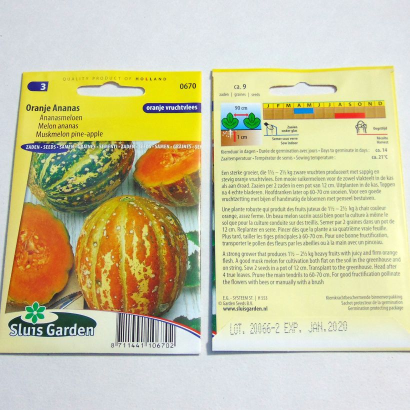 Ejemplo de ejemplar de Melón Orange Ananas saco de 9 semillas tal y como se entrega