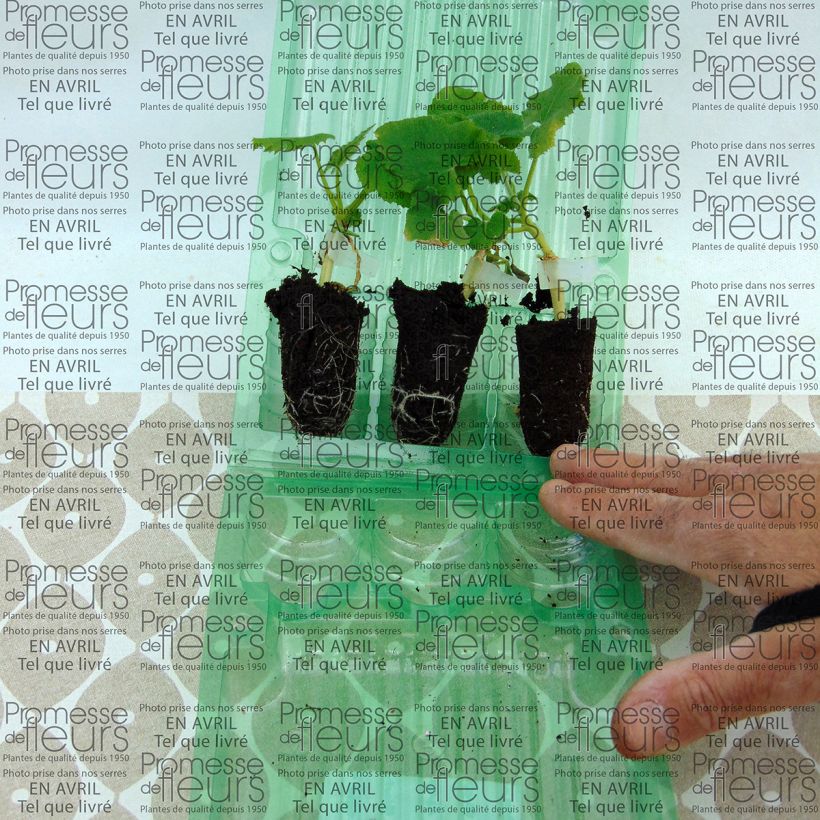Ejemplo de ejemplar de Melón Petit gris de Rennes (planta interjada) minicepellón: Ø 3/4 cm tal y como se entrega