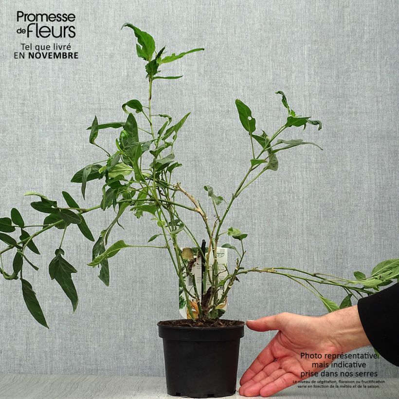 Ejemplar de Pera melón - Solanum muricatum Maceta 1,5L/2L entregado en otoño