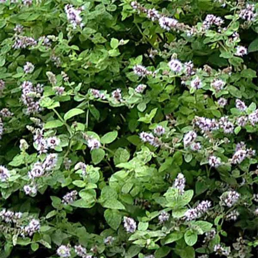 Menta gattefossei (Follaje)