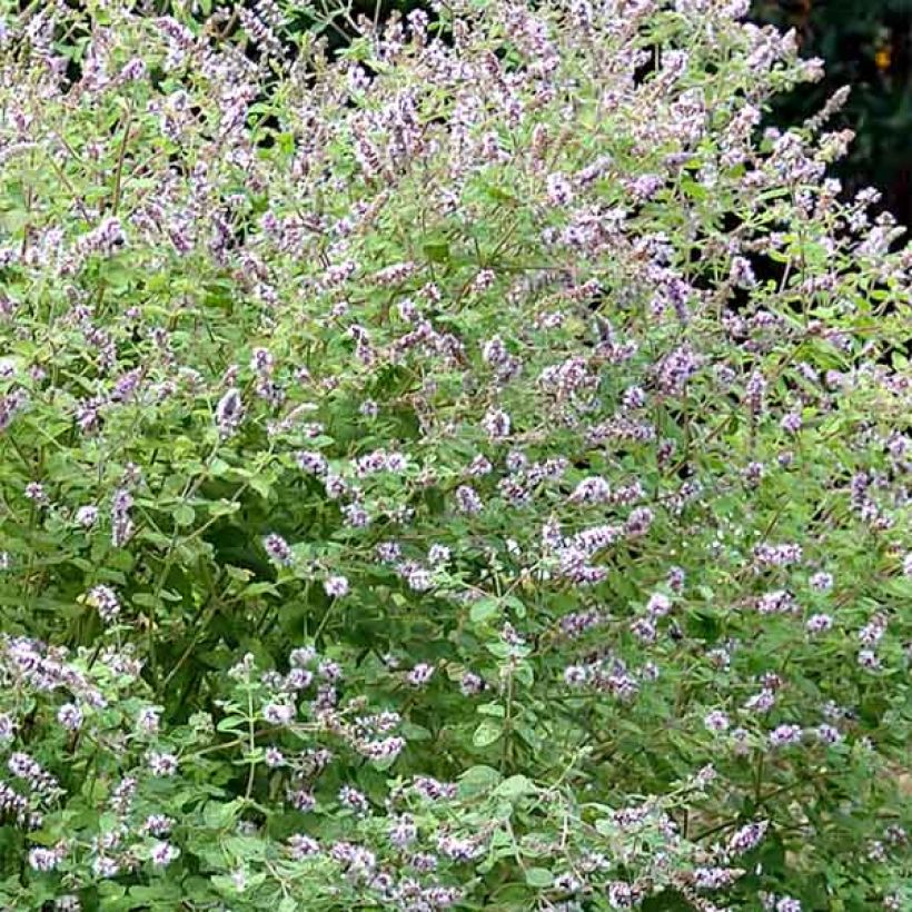 Menta gattefossei (Floración)