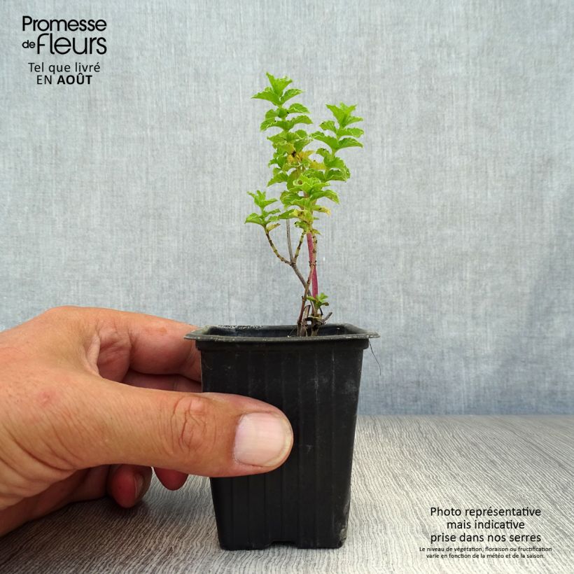 Ejemplar de Menta china Maceta de 8/9 cm entregado en verano