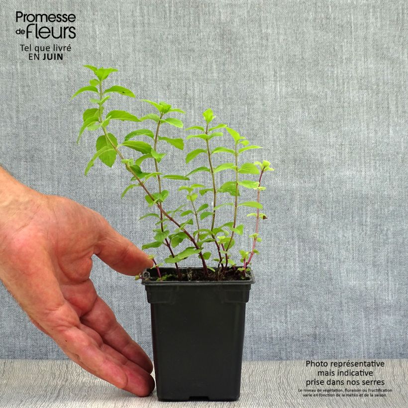 Ejemplar de Menta bergamota Maceta de 8/9 cm entregado en verano