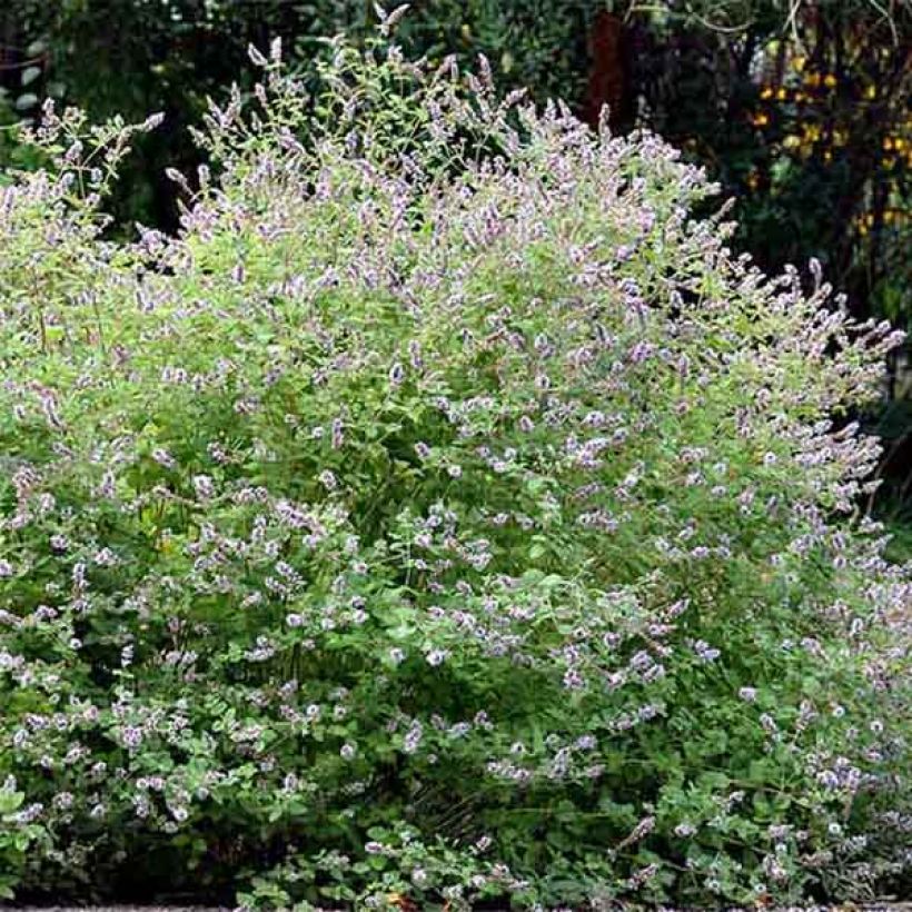 Menta gattefossei (Porte)