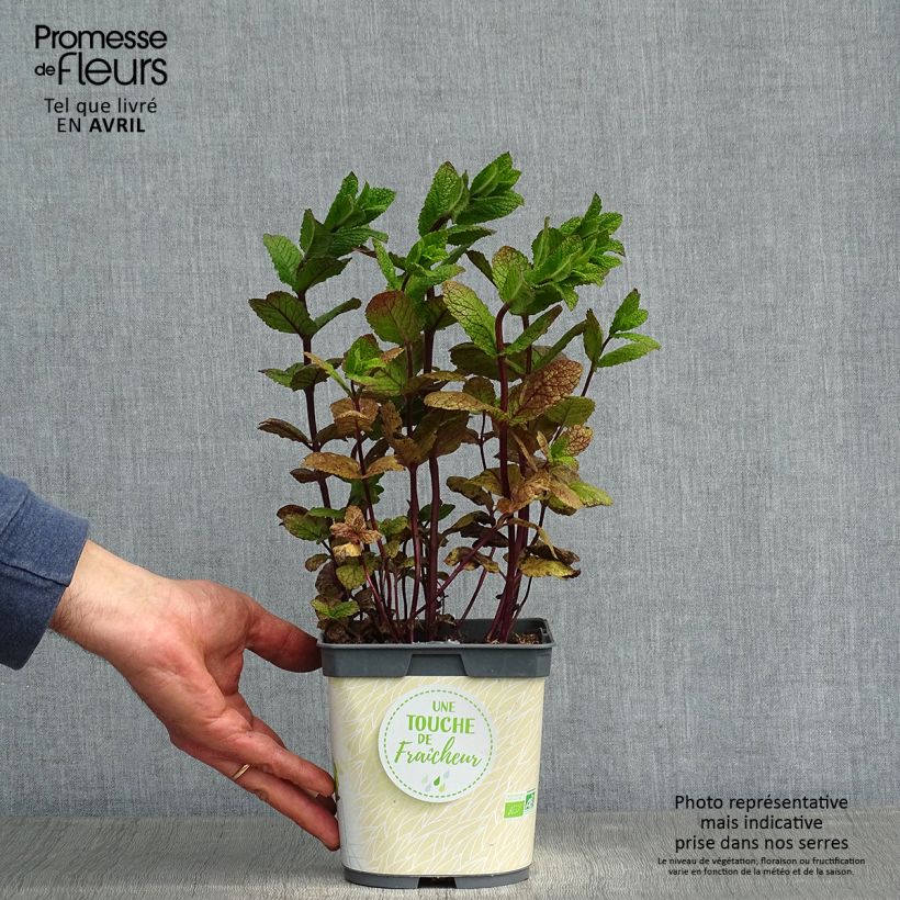 Menta Mojito Bio Maceta 1L/1,5L Ejemplar entregado en la primavera