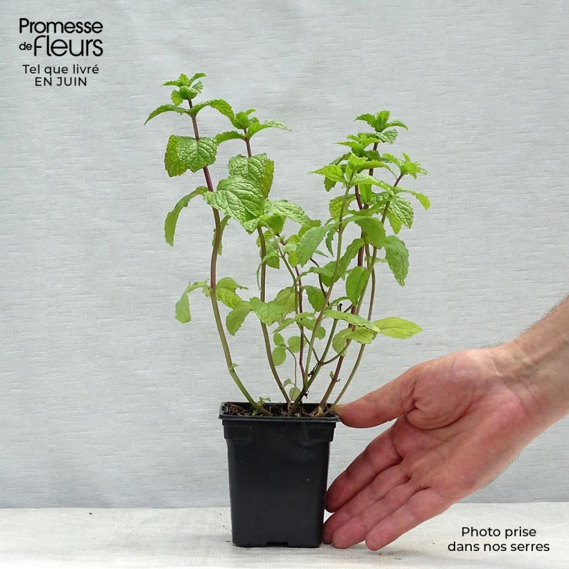 Ejemplar de Menta Mojito Maceta de 7/8 cm entregado en verano