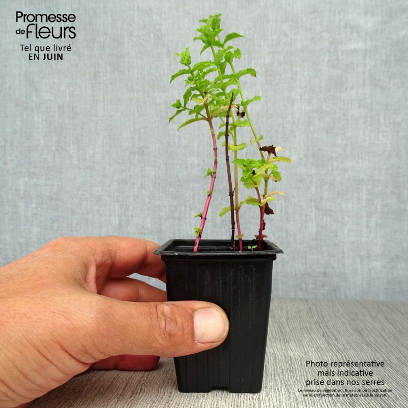Ejemplar de Menta tunecina Maceta de 8/9 cm entregado en verano