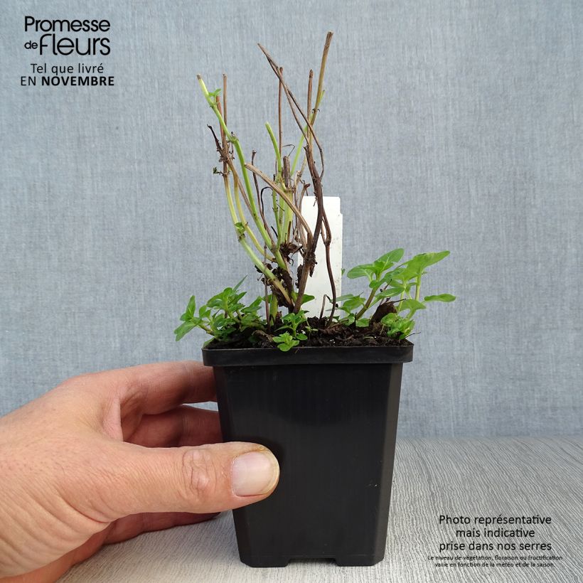 Ejemplar de Menta de agua - Mentha aquatica Maceta de 8/9 cm entregado en otoño
