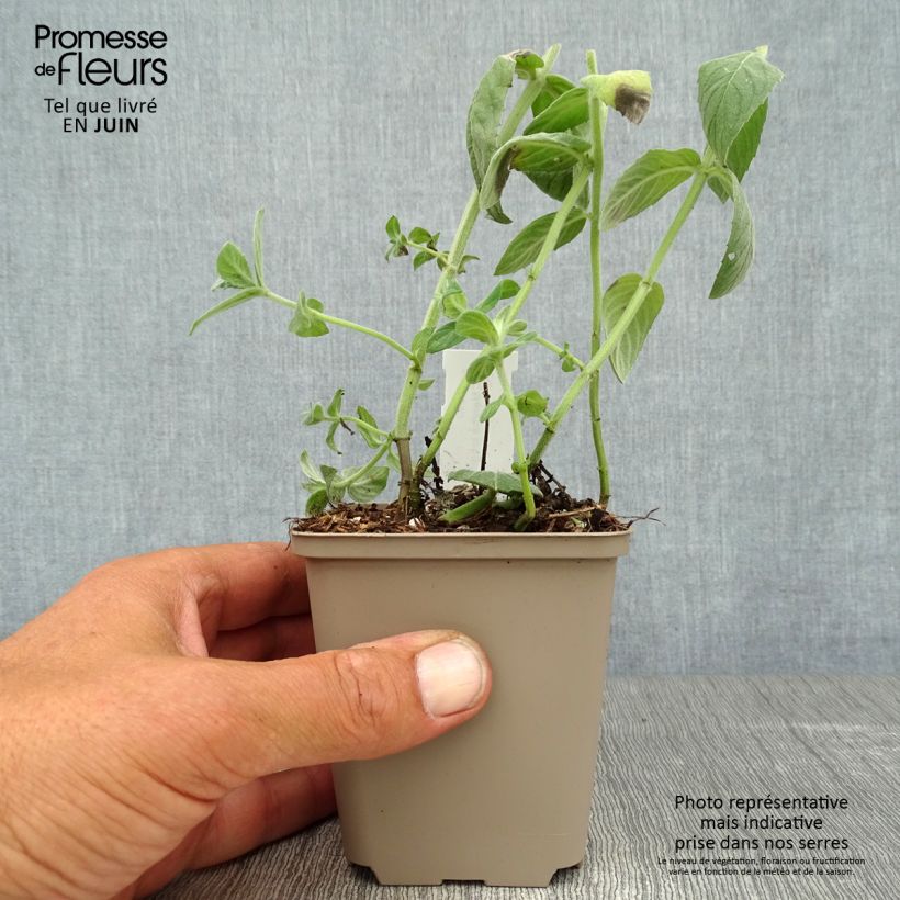 Ejemplar de Menta de caballo Buddleja Maceta de 8/9 cm entregado en verano