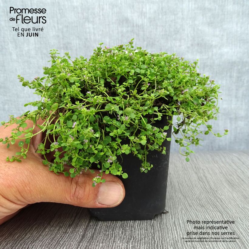 Ejemplar de Menta corsa - Mentha requienii Maceta de 8/9 cm entregado en verano