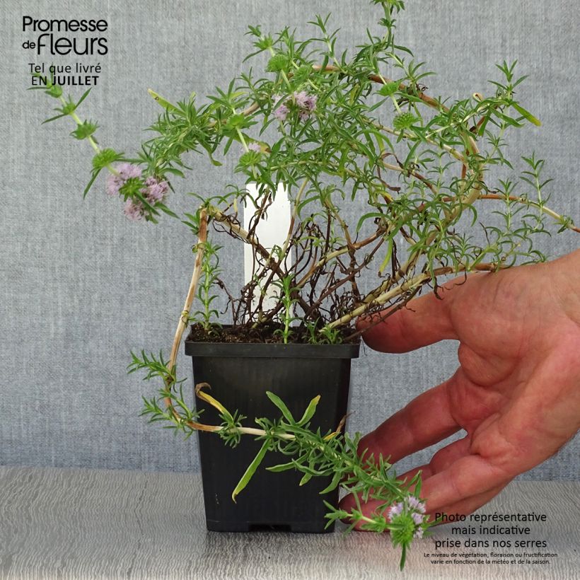 Ejemplar de Poleo de ciervo - Mentha cervina Maceta de 8/9 cm entregado en verano