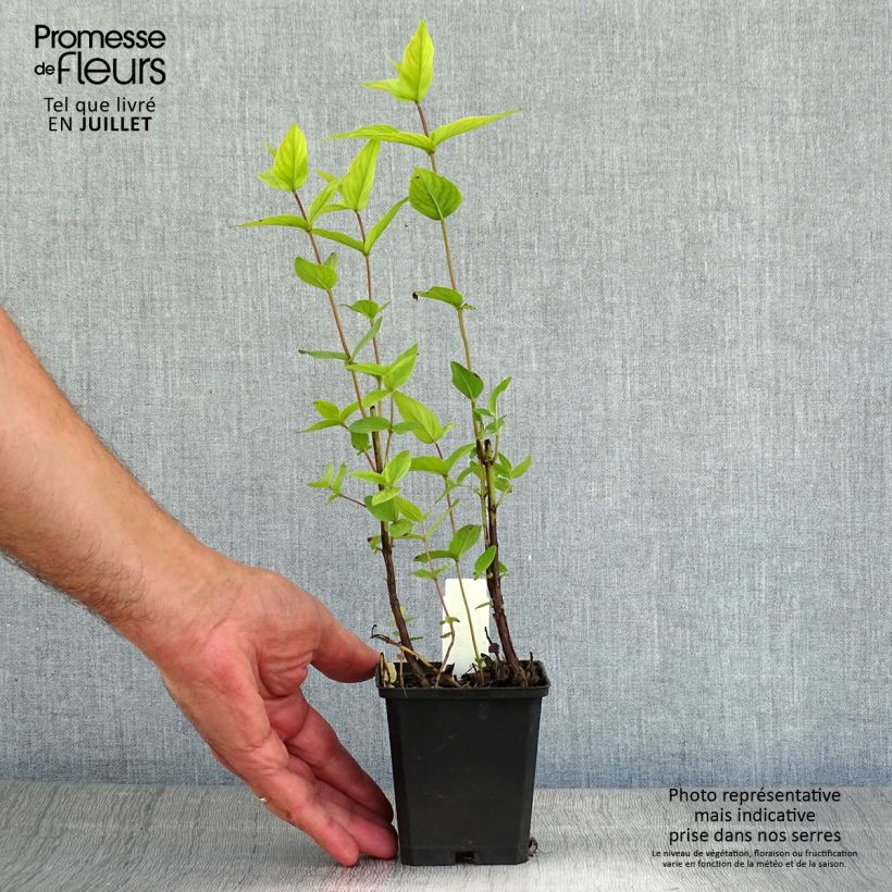 Ejemplar de Menta de montaña - Pycnanthemum muticum Maceta de 8/9 cm entregado en verano