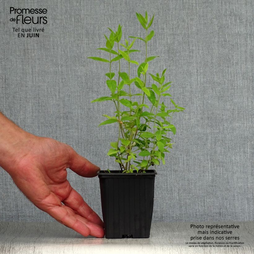 Ejemplar de Menta de montaña peluda - Pycnantemum pilosum Maceta de 8/9 cm entregado en verano