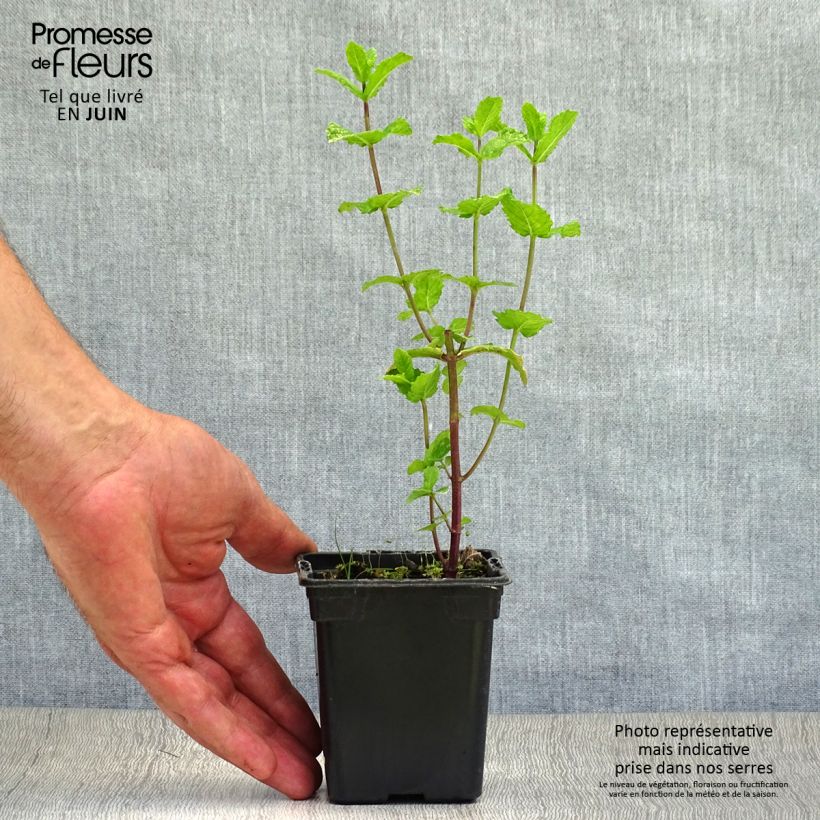 Ejemplar de Menta española Maceta de 8/9 cm entregado en verano
