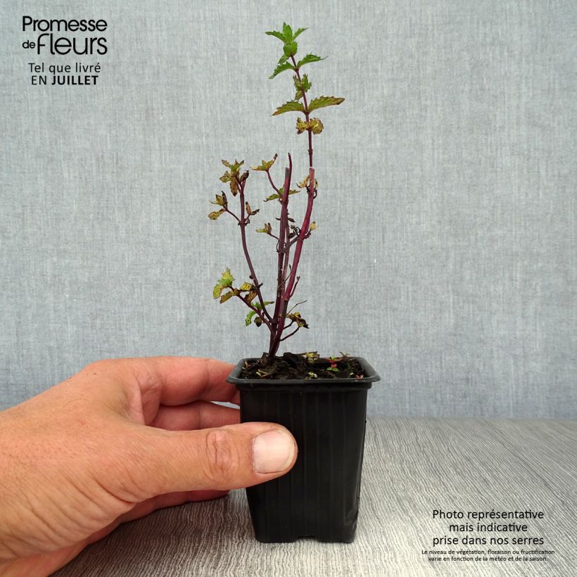 Ejemplar de Hierbabuena crispa Maceta de 8/9 cm entregado en verano