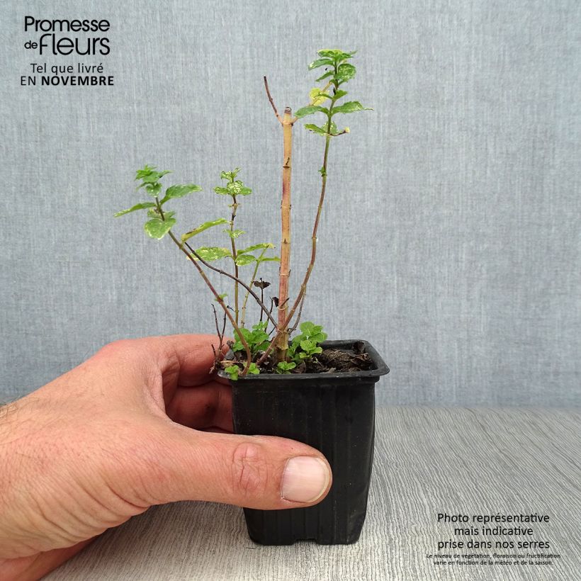Ejemplar de Hierbabuena Nannah Maceta de 7/8 cm entregado en otoño