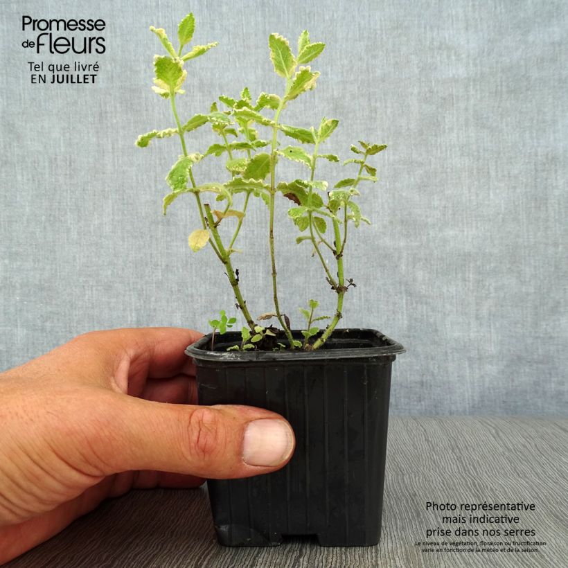 Ejemplar de Mastranzo Variegata Maceta de 8/9 cm entregado en verano