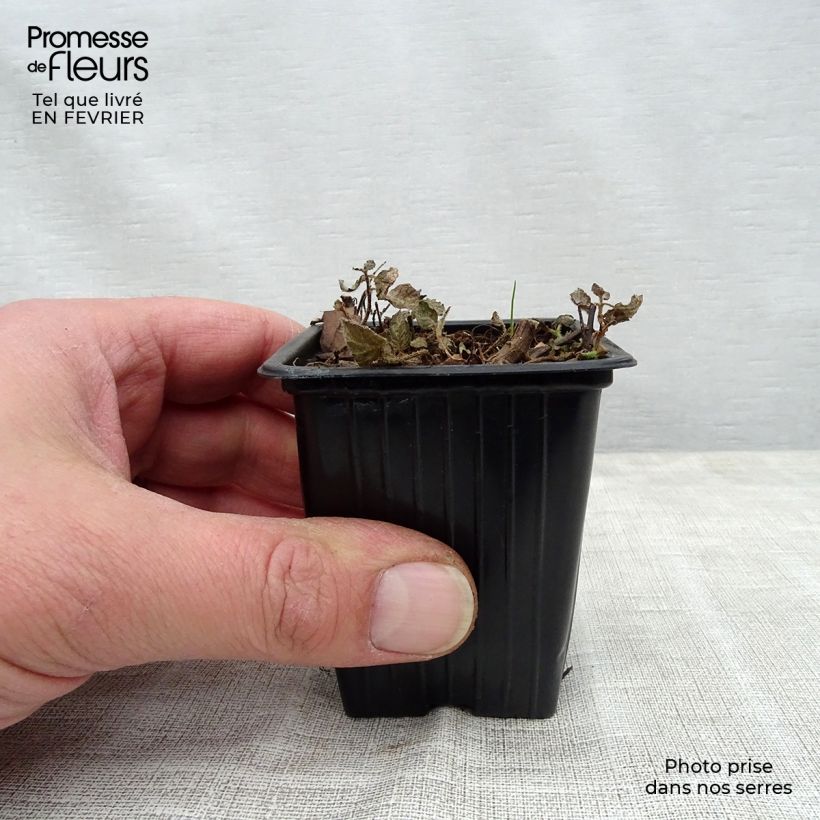 Mastranzo Pinedo Maceta de 10 cm/11 cm Ejemplar entregado en invierno