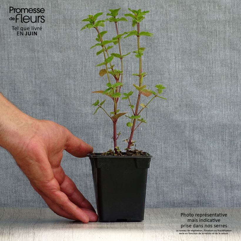 Ejemplar de Menta piperita - Menta negra Maceta de 8/9 cm entregado en verano