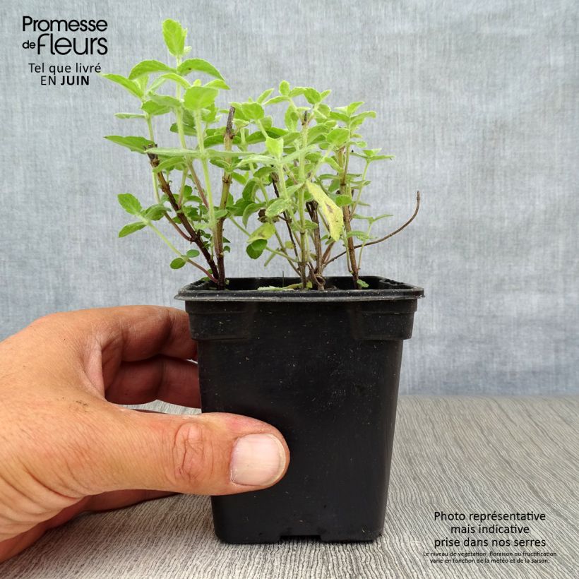 Ejemplar de Menta - Mentha tomentosa Maceta de 8/9 cm entregado en verano
