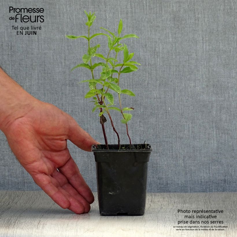 Ejemplar de Hierbabuena - Mentha spicata Maceta de 8/9 cm entregado en verano