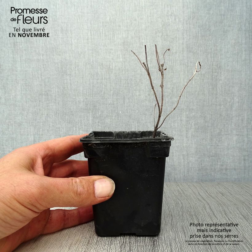 Ejemplar de Hierbabuena - Mentha spicata Maceta de 8/9 cm entregado en otoño