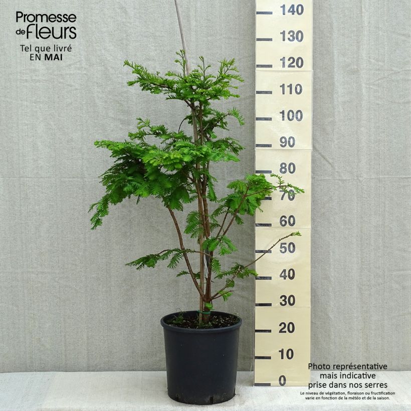 Metasequoia glyptostroboides Chubby - Metasecuoya Maceta 12L/15LAltura de entrega aprox. 100+cm Ejemplar entregado en la primavera