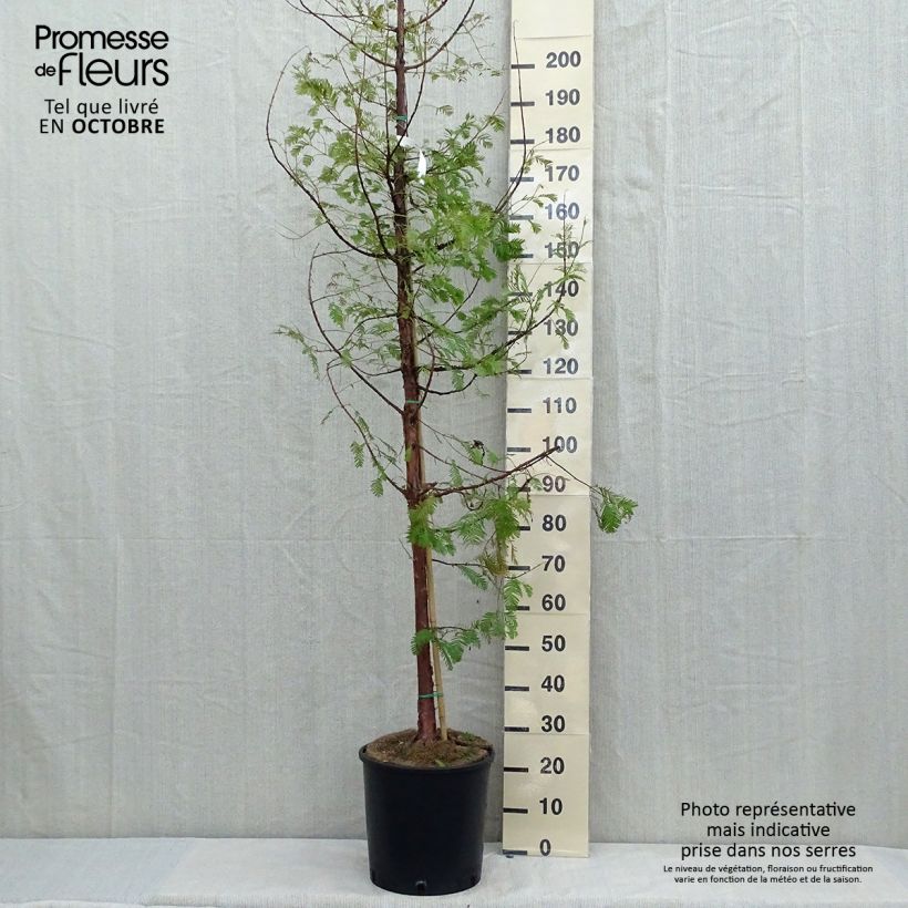 Ejemplar de Metasequoia glyptostroboides - Metasecuoya Maceta 18L/20L entregado en otoño