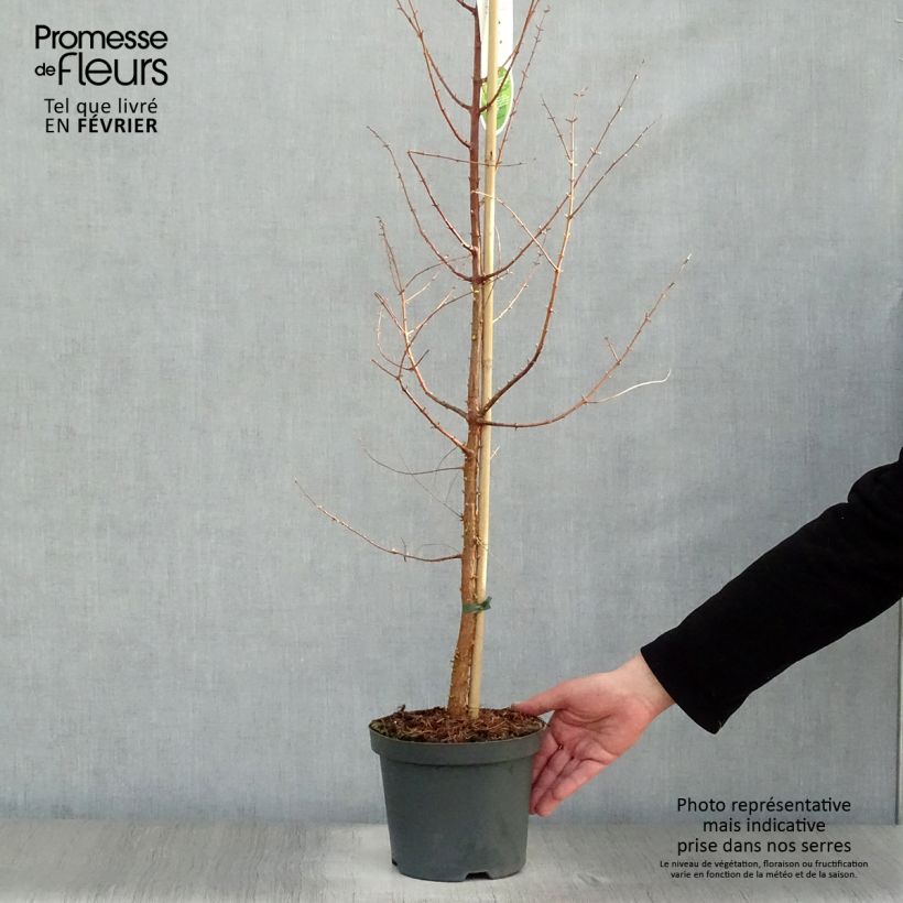 Metasequoia glyptostroboides - Metasecuoya Maceta 3L/4L Ejemplar entregado en invierno