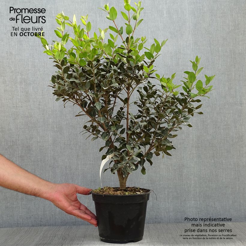 Ejemplar de Metrosideros Mistral Maceta 4L/5L entregado en otoño