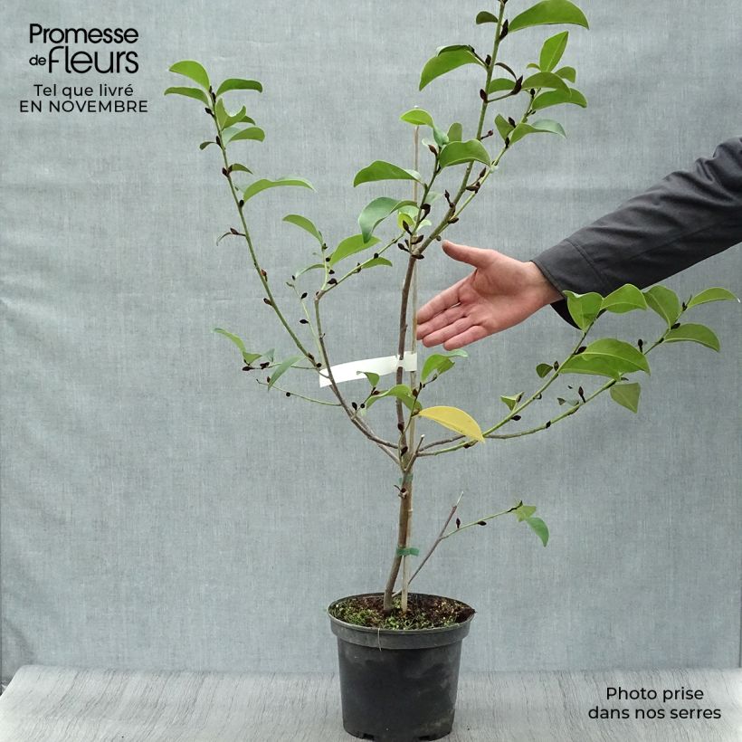 Ejemplar de Magnolia Fairy Lime Maceta 4L/5L entregado en otoño