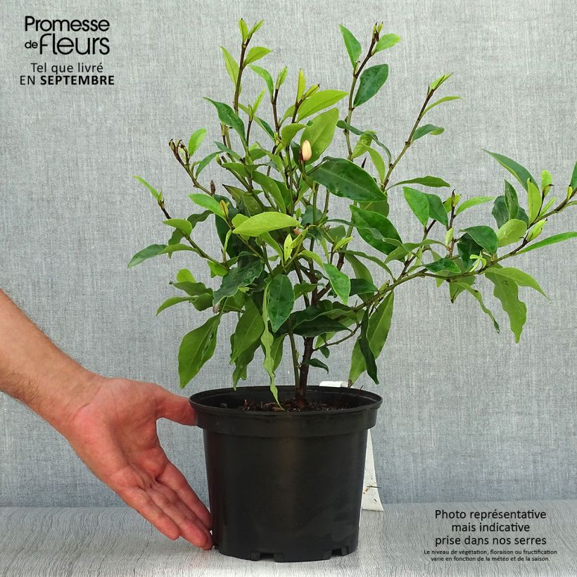 Ejemplar de Magnolia figo - Arbusto de la banana Maceta 2L/3L entregado en otoño