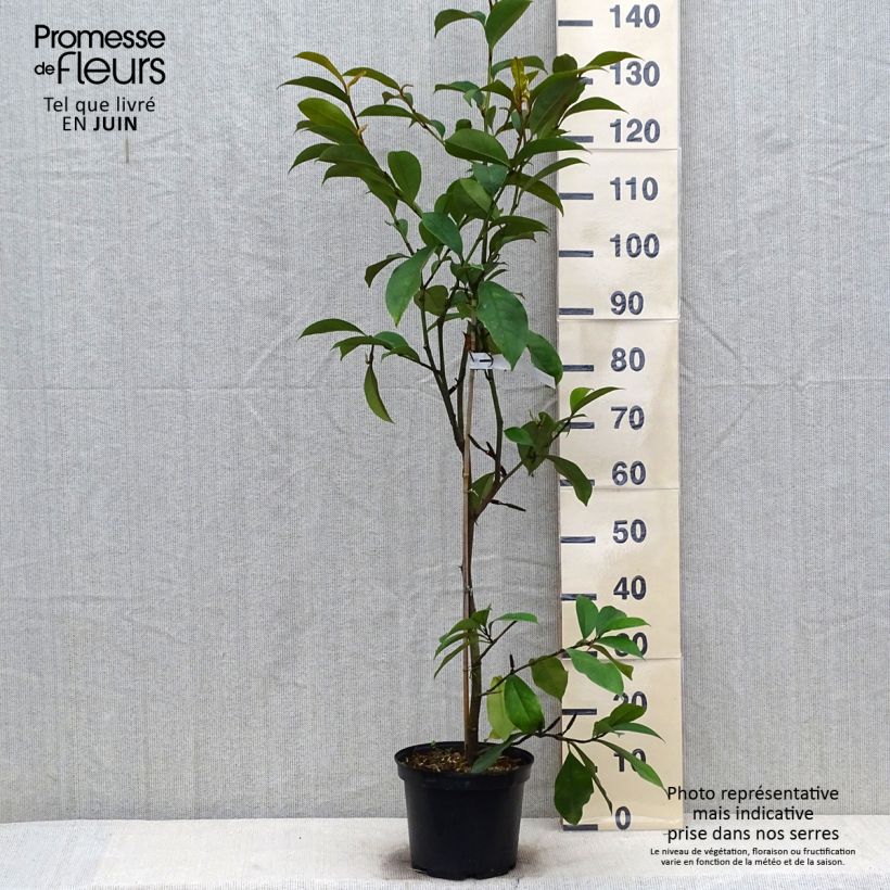 Ejemplar de Magnolia foggii Allspice Maceta 4L/5L entregado en verano