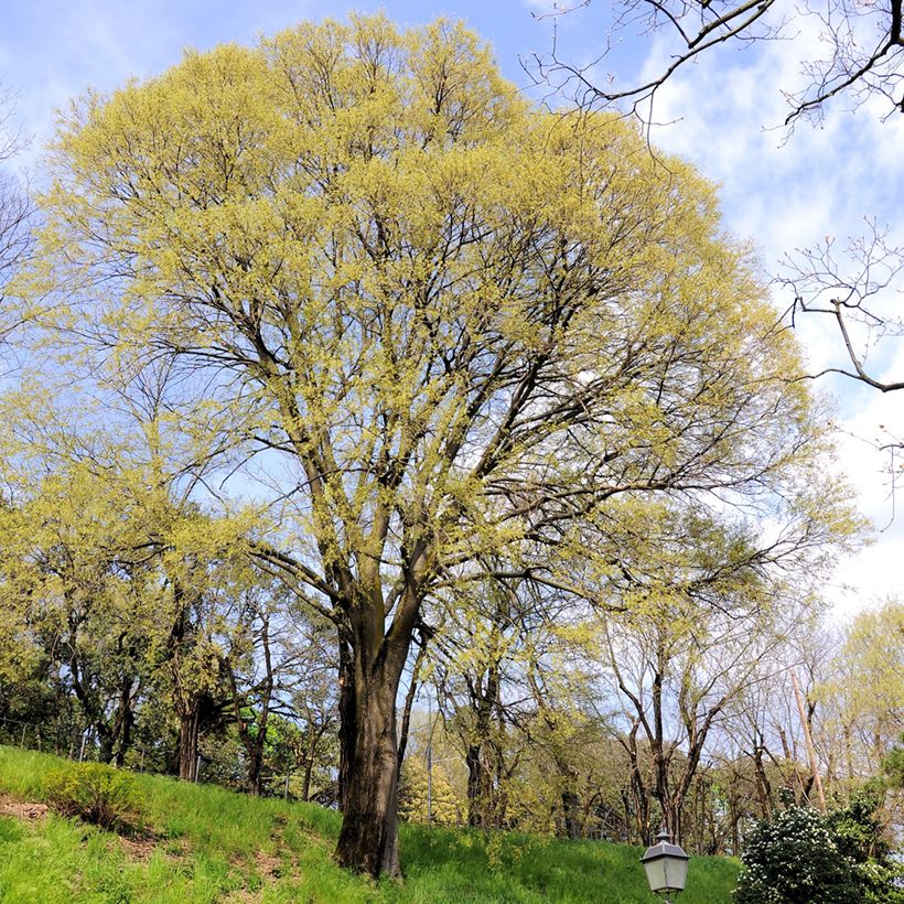 Celtis occidentalis (Porte)