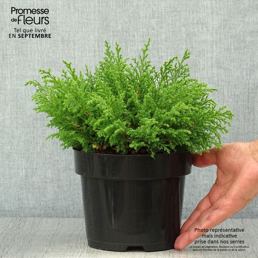 Ejemplar de Microbiota decussata Fuzzball - Ciprés siberiano Maceta 2L/3L entregado en otoño