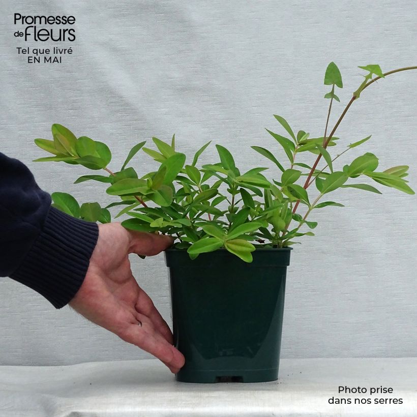 Hypericum calycinum - Hiperico rastrero Maceta 2L/3L Ejemplar entregado en la primavera