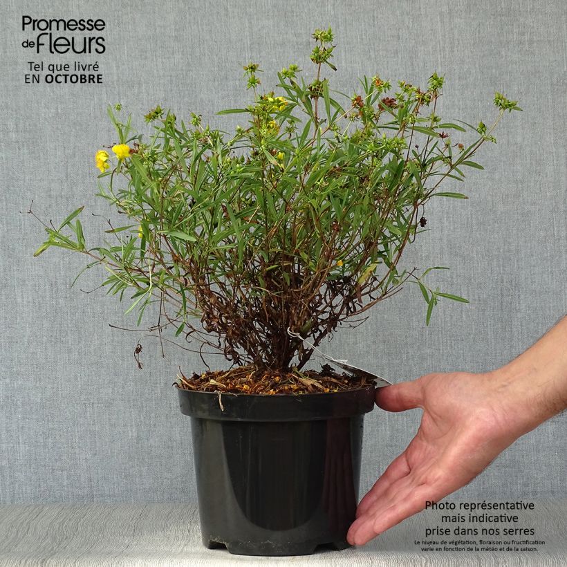 Ejemplar de Hypericum densiflorum Buttercup - Hipérico Maceta 2L/3L entregado en otoño