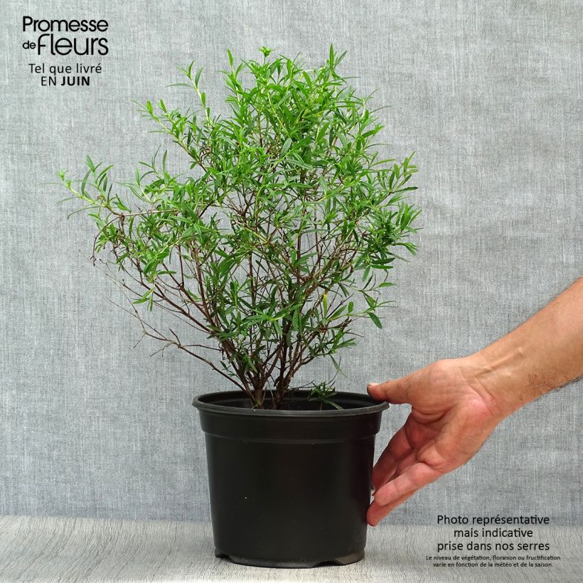 Ejemplar de Hypericum densiflorum Buttercup - Hipérico Maceta 2L/3LAltura de entrega aprox. 20/30cm entregado en verano