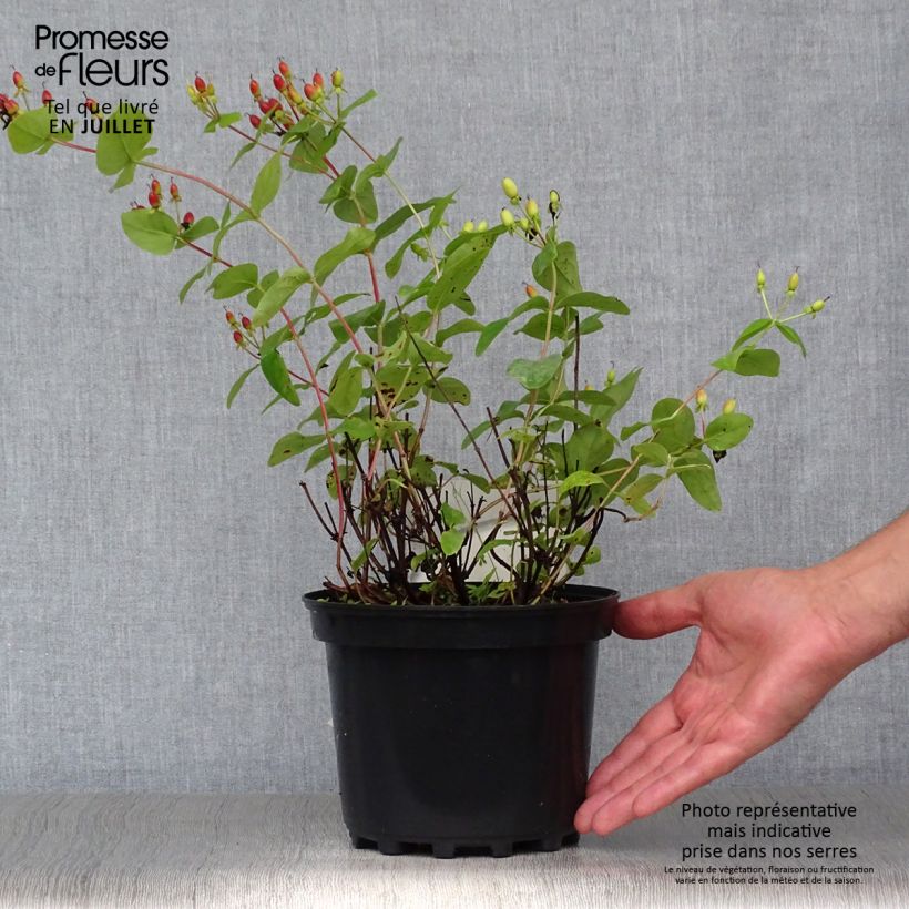 Ejemplar de Hypericum inodorum Rheingold - Hipérico Maceta 1L/1,5LAltura de entrega aprox. 20/30cm entregado en verano