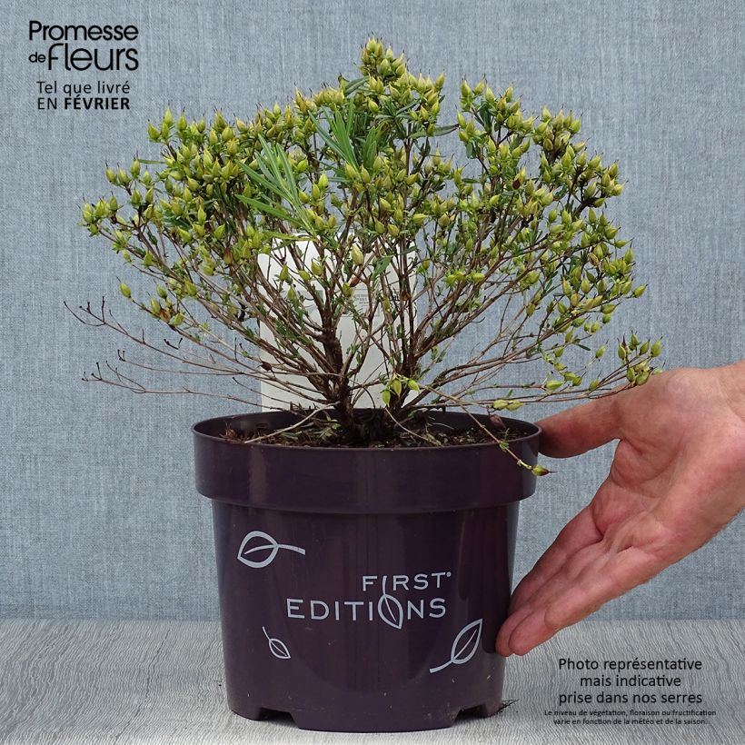 Ejemplar de Hypericum kalmianum Cobalt-n-Gold - Hipérico Maceta 2L/3L entregado en otoño