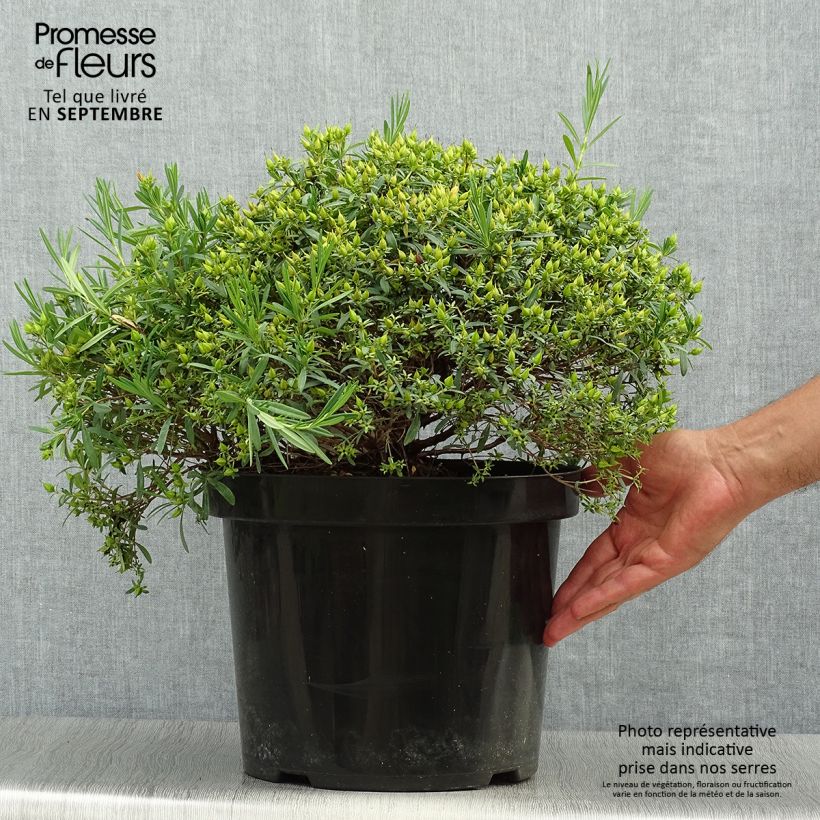 Ejemplar de Hypericum kalmianum Cobalt-n-Gold - Hipérico Maceta 7,5L/10L entregado en otoño