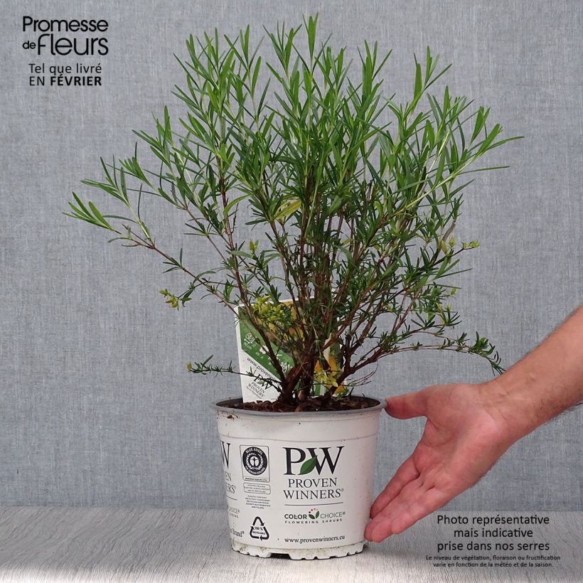 Ejemplar de Hypericum kalmianum Sunny Boulevard - Hipérico Maceta 2L/3L entregado en otoño