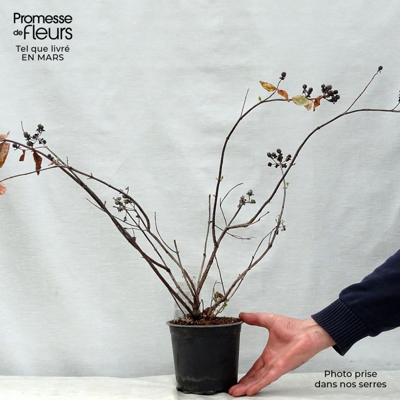 Hypericum inodorum Magical White - Hipérico Maceta 1,5L/2L Ejemplar entregado en la primavera