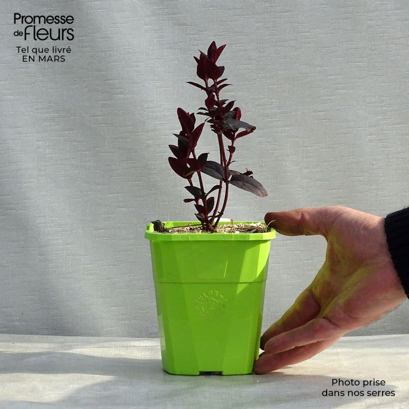 Hypericum MIRACLE Night - Hipérico Maceta 1,5L/2L Ejemplar entregado en invierno