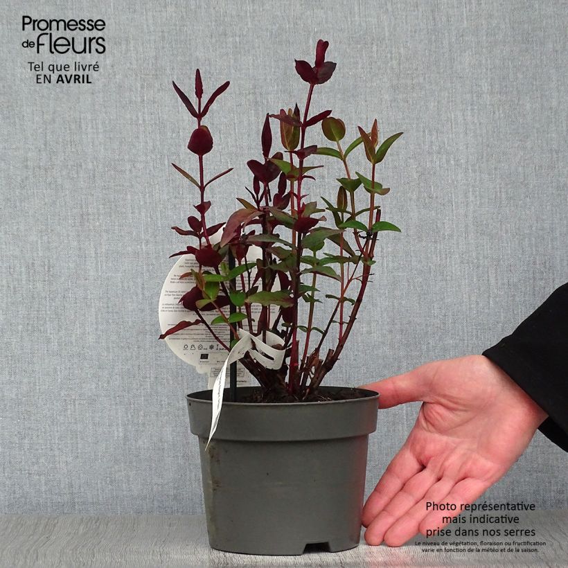 Hypericum MIRACLE Night - Hipérico Maceta 1,5L/2LAltura de entrega aprox. 20+cm Ejemplar entregado en la primavera