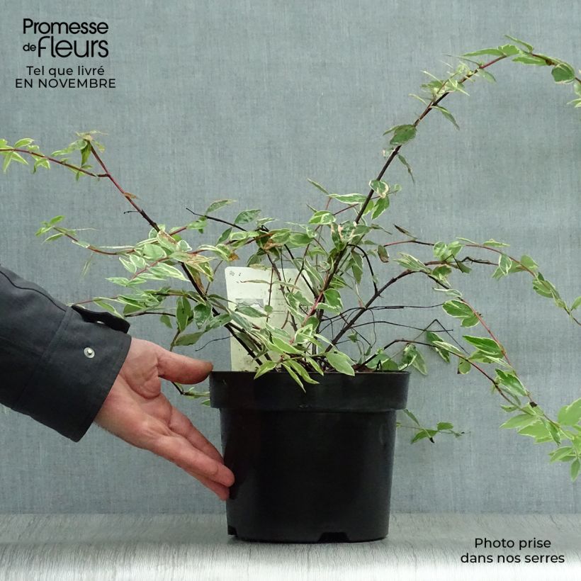 Ejemplar de Hypericum moserianum Tricolor - Hipérico Maceta 3L/4L entregado en otoño